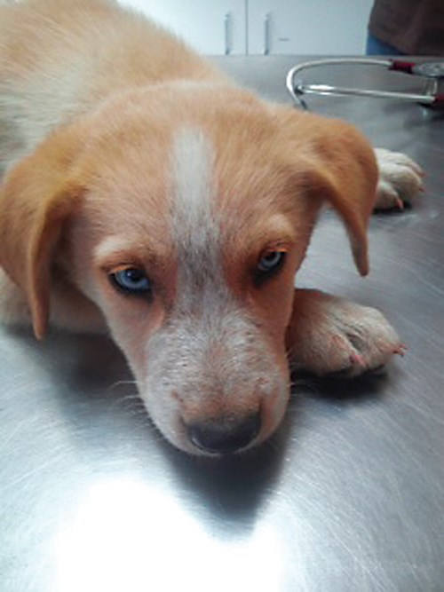 Generous Donors help save injured pup