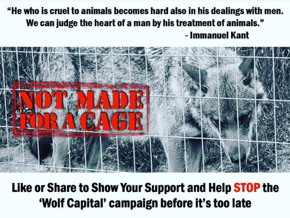 Images that Thompsonites opposed to Spirit Way’s wolf capital of the world campaign have posted on social media.