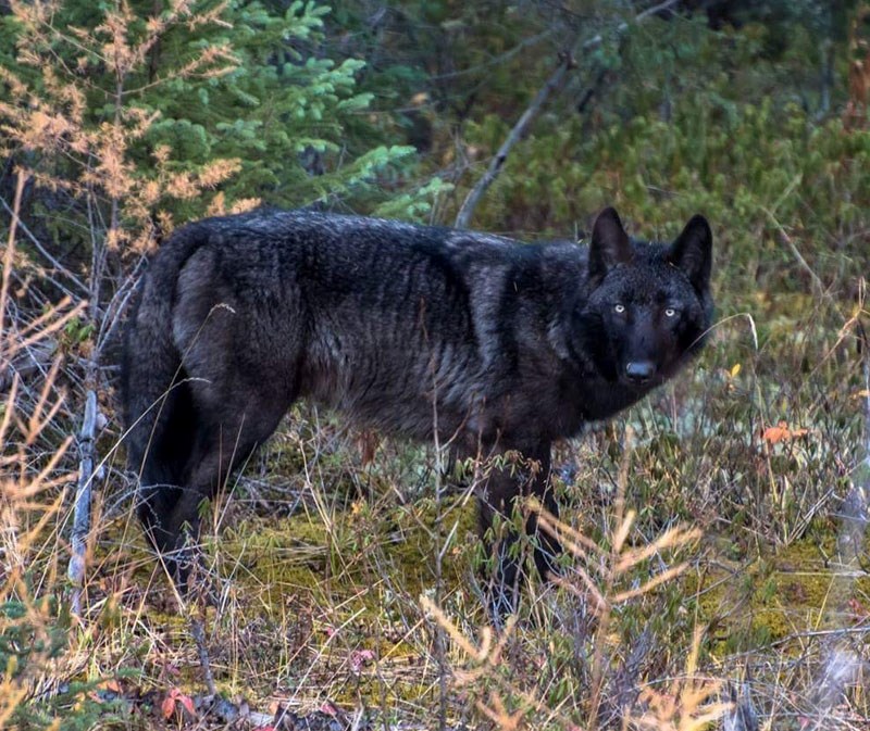 A black wolf spotted about 20 miles north of Thompson.