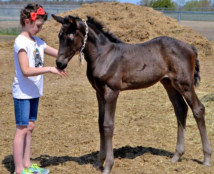 RCMP foal