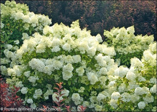 Bobo Hydrangea. Photo courtesy Proven Winners