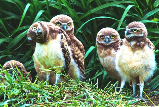 Nature Wildlife