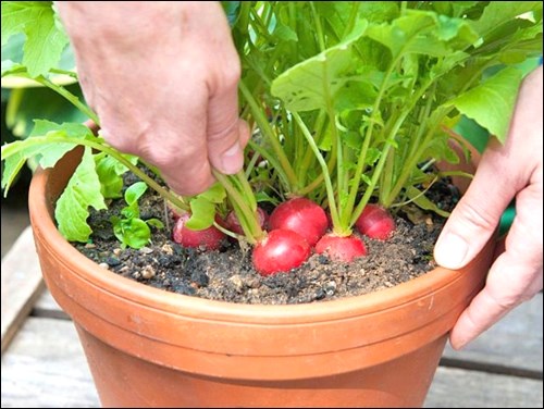 radishes