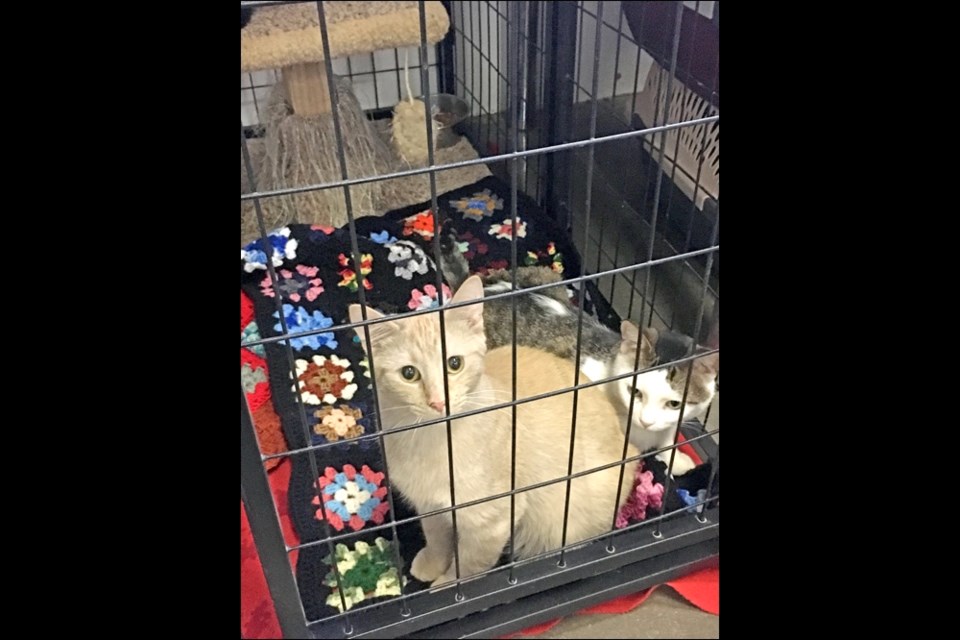 Lakeland Library Region employees made a visit to Battlefords Humane Society Monday, March 27 to drop off donations of hand-knit and crocheted mats, as well as dog and cat food. Photos by Shannon Kovalsky