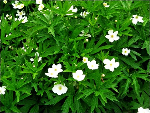 Anemone canadensis. Photo by Réginald Hulhoven