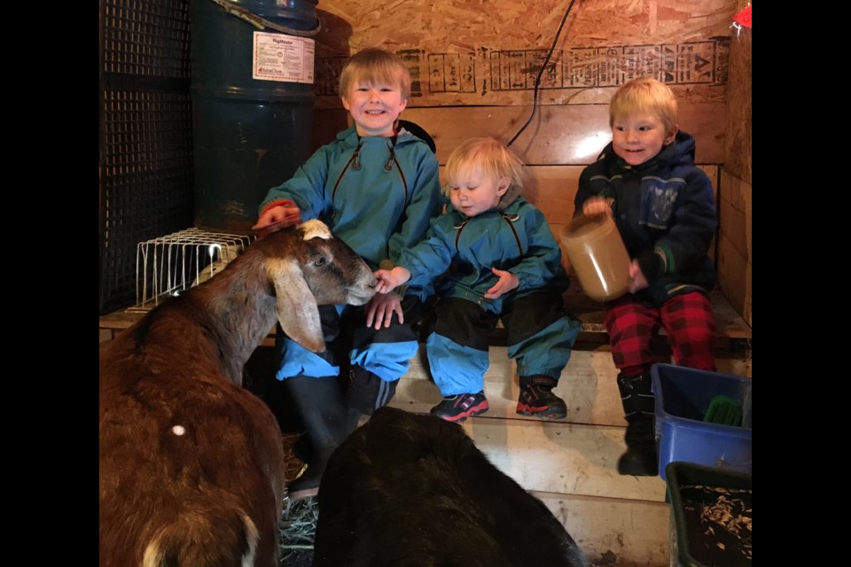 Liam, left, Ross and Sawyer Townsend were photographed feeding their nanny goat as part of their chores.
