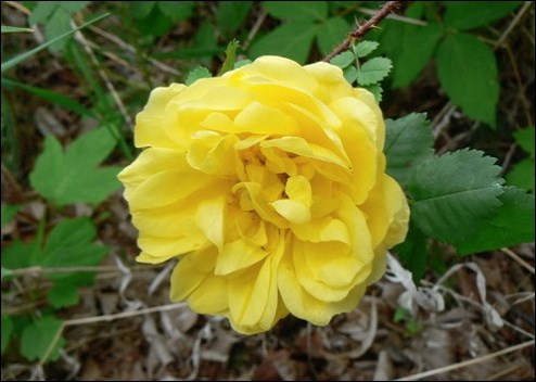 Hazeldean rose. Photos by Sara Williams