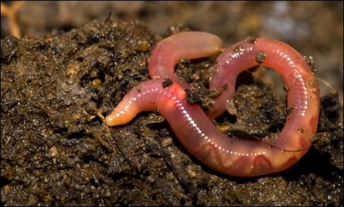 Earthworms – good or bad? 