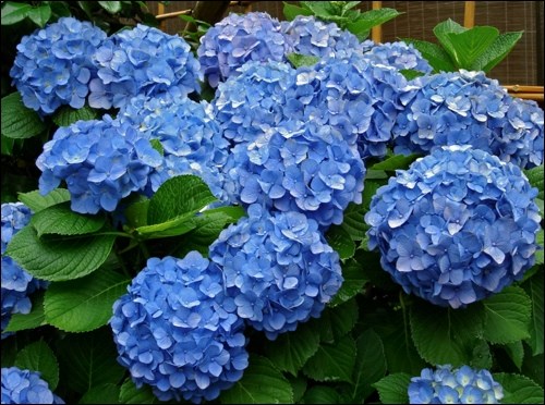 Hydrangea (Yoshikazu Hara).jpg