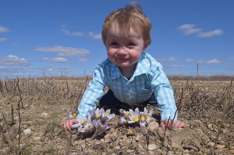 Last week, Hunter Hilderman of Kamsack, who is 18 months old, accompanied his mother and twin sister Maelie on a trip south of Kamsack to find a patch of blooming wild crocuses. While Hunter enjoyed being photographed with the tiny blooms, his sister refused the opportunity.