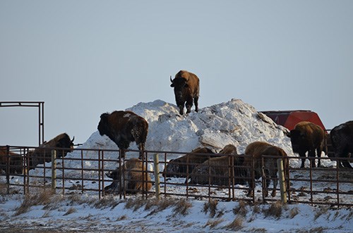 Czerwonka Buffalo