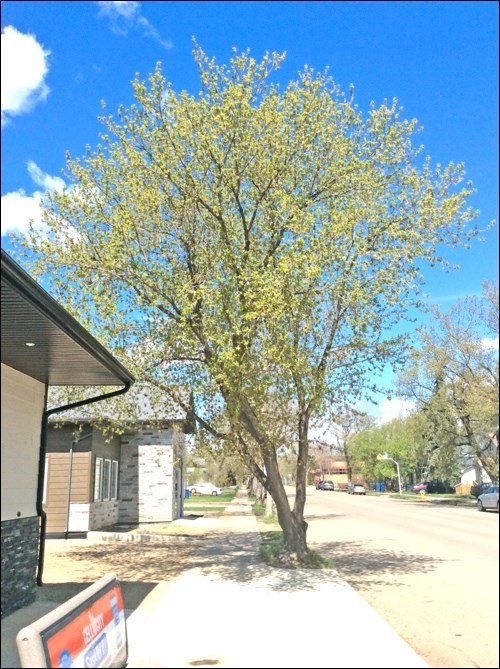 tree