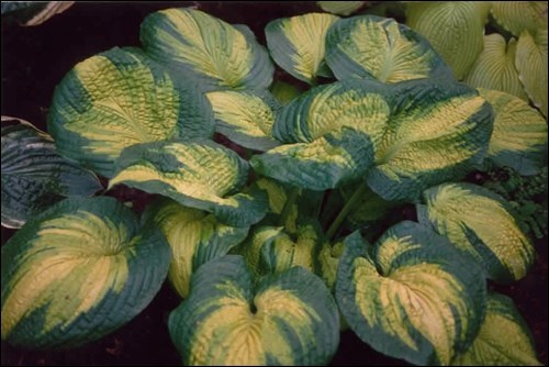 hosta