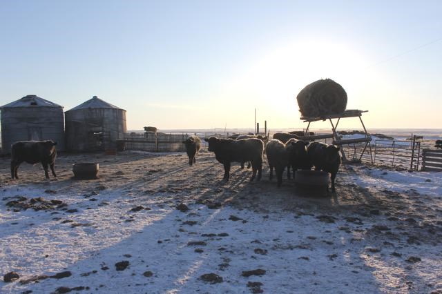 cattle farm