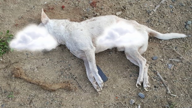 Photo shows the body of a beaten dog near Flin Flon. The SPCA censored the photo before posting it