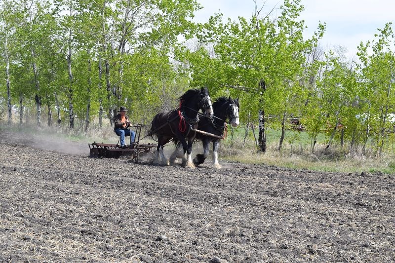 Ryden Crone of Humboldt was busy discing at the Draft Horse Field Days in Rama with his black Clydesdales Bob (left) and Pete.