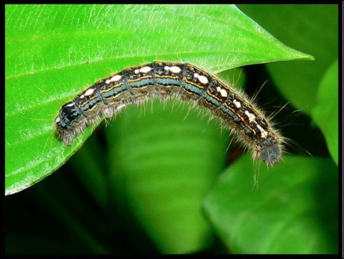 tent caterpillar