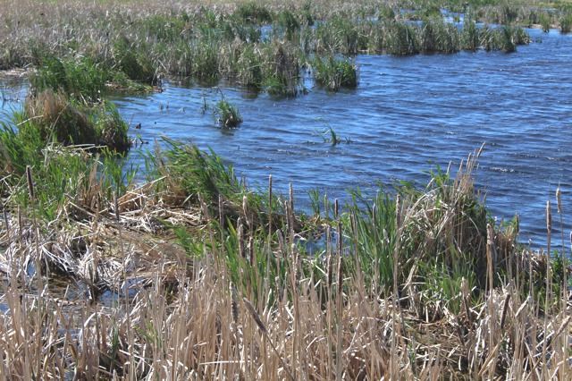 Mossbank Wetlands