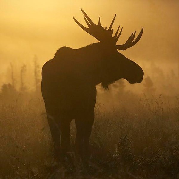 Be watchful of wildlife.