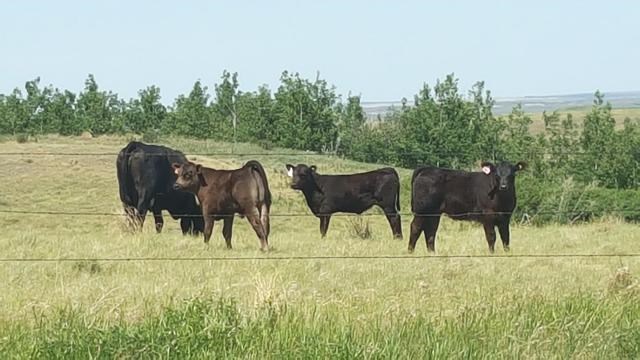 cattle report