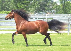 Horse
