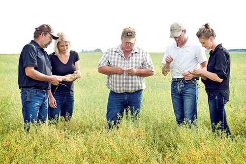 Camelina