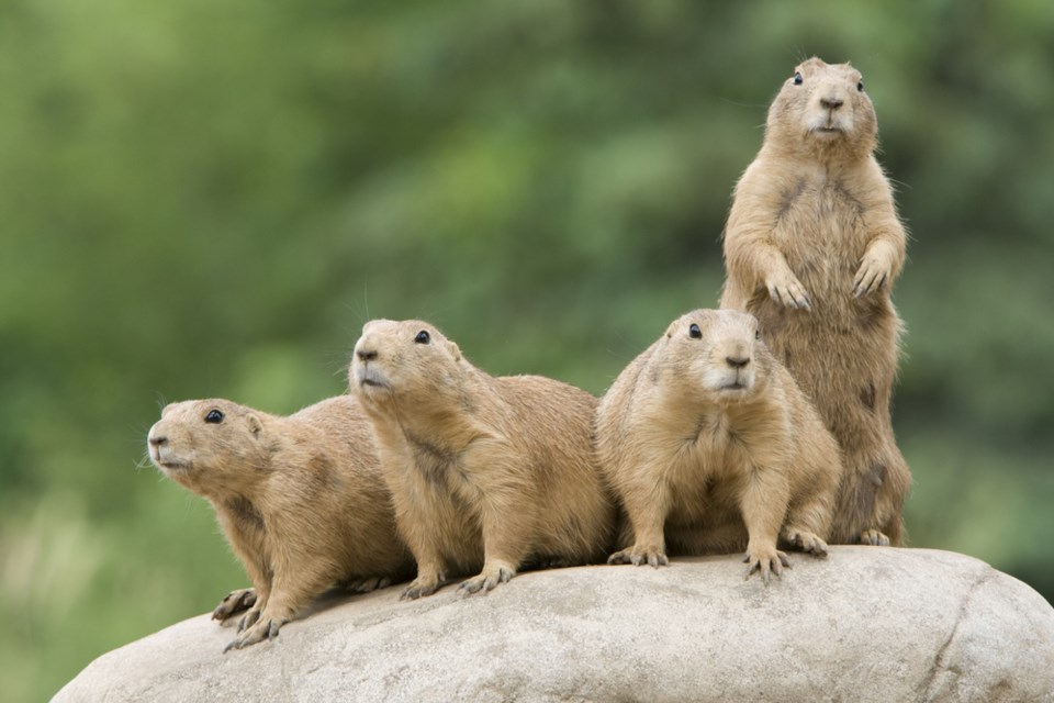 prairie dogs