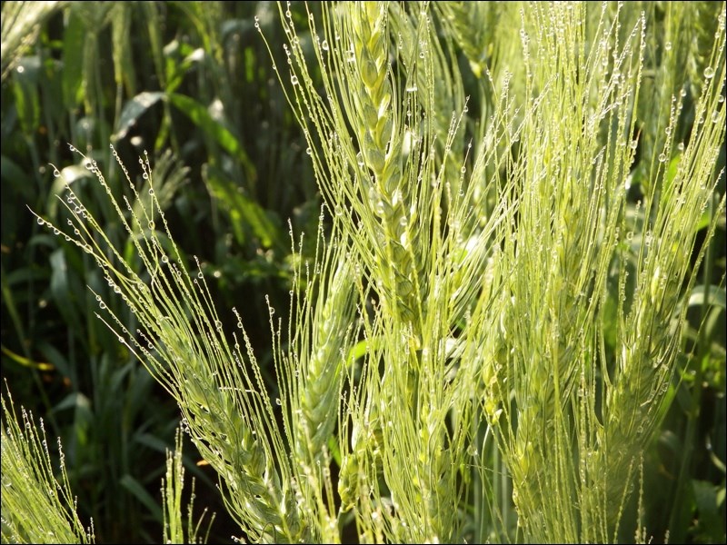 louise lundberg crop report