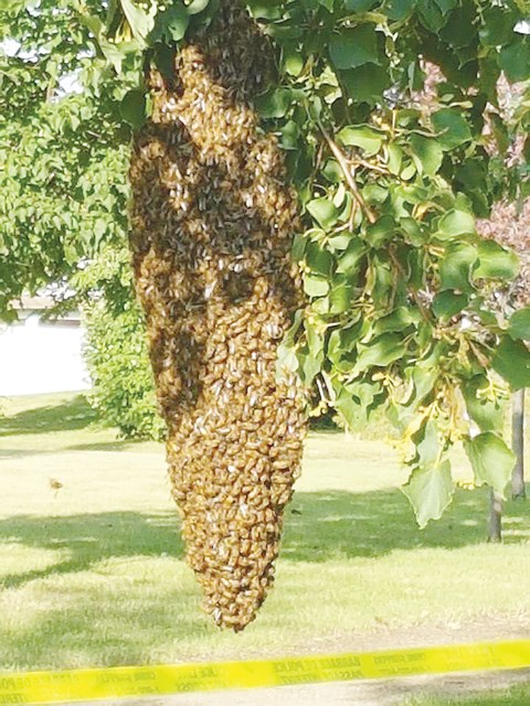 A swarm of honey bees in a Yorkton park.