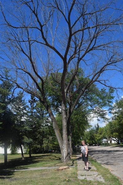 Dutch elm disease