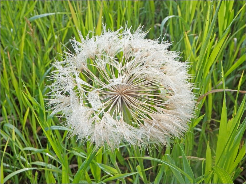 ll dandelion clock