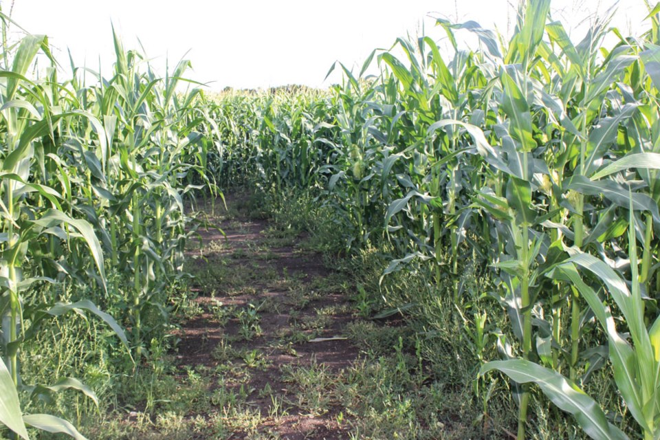 Frobisher Corn Maze