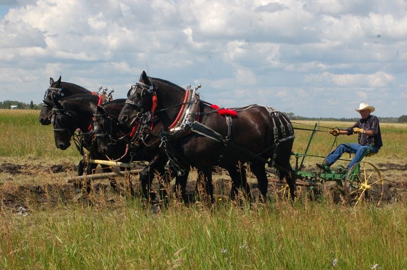 Lloyd Smith of Pelly and his team of four Percheron horses put on a cultivating demonstration at the Preeceville 150 celebration on August 5.