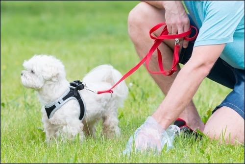 Dog owner picks up after dog.