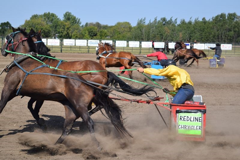 Chariot drivers looked for any possible advantage at the starts of the races during Ag Days on August 19 and 20.