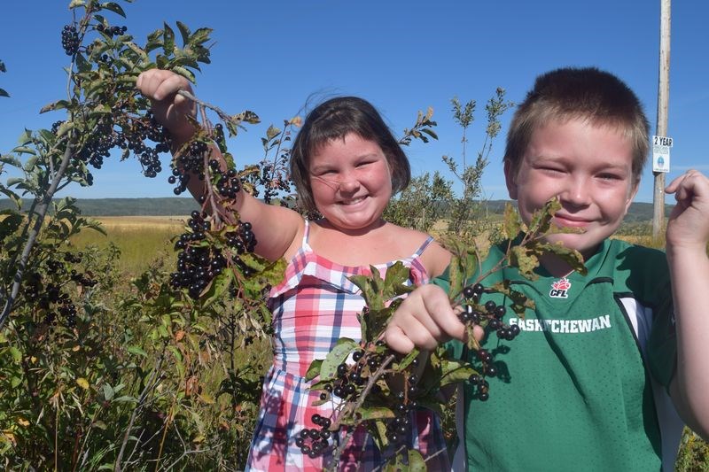 While out for a walk about five miles east of Kamsack on Sunday, Bethany Walterson and her brother E.J. found clumps of shrubs containing wild chokecherries. According to Wikipedia, chokecherries, or prusus virginiana, are a species of bird cherry native to North America. The chokecherry is toxic to horses, moose, cattle, goats, deer, and other animals with segmented stomachs (rumens), especially after the leaves have wilted (such as after a frost or after branches have been broken) because wilting releases cyanide and makes the plant sweet. About 10 to 20 pounds of foliage can be fatal.