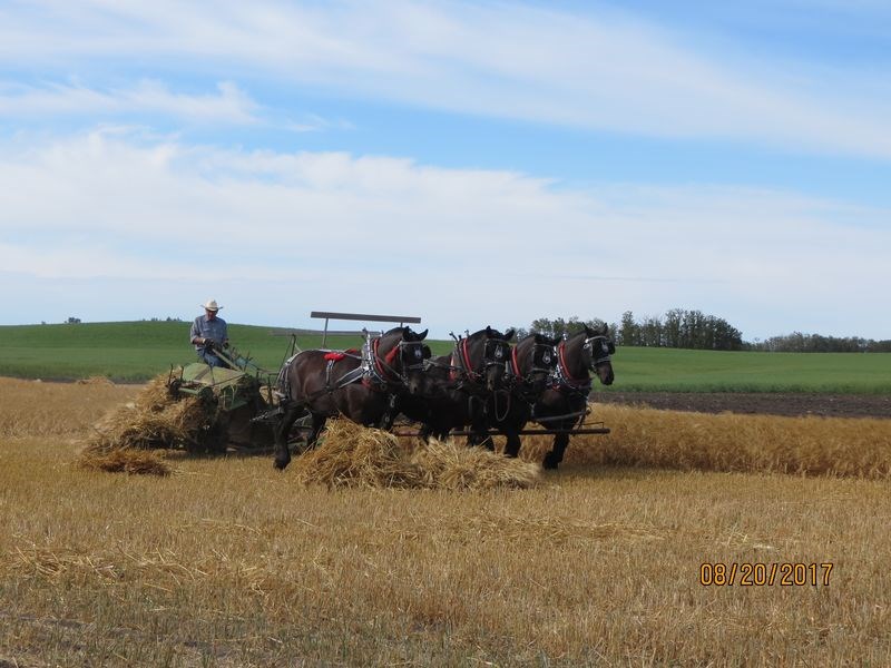 Lloyd Smith of Pelly and his four black Percherons cut the crop with a binder during the PALS Draft Horse Field Days in Rama on August 19 and 20.
