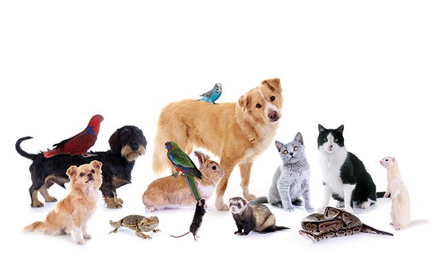 Pet expo