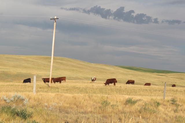 Assiniboia sales