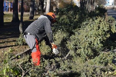 The wind storm on October 17-18 caused considerable tree damage and work for Town of Canora employees. At King George Park, Corey Heshka was busy with his chainsaw cutting up trees into smaller segments.
