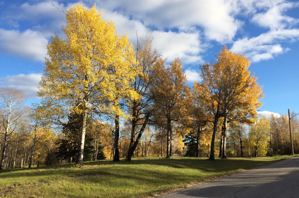 fall leaves