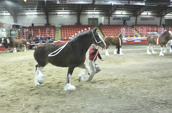 The eventual show winner is put through her paces for show judge Calvin Martin of Strathclair, MB. to get a good look.