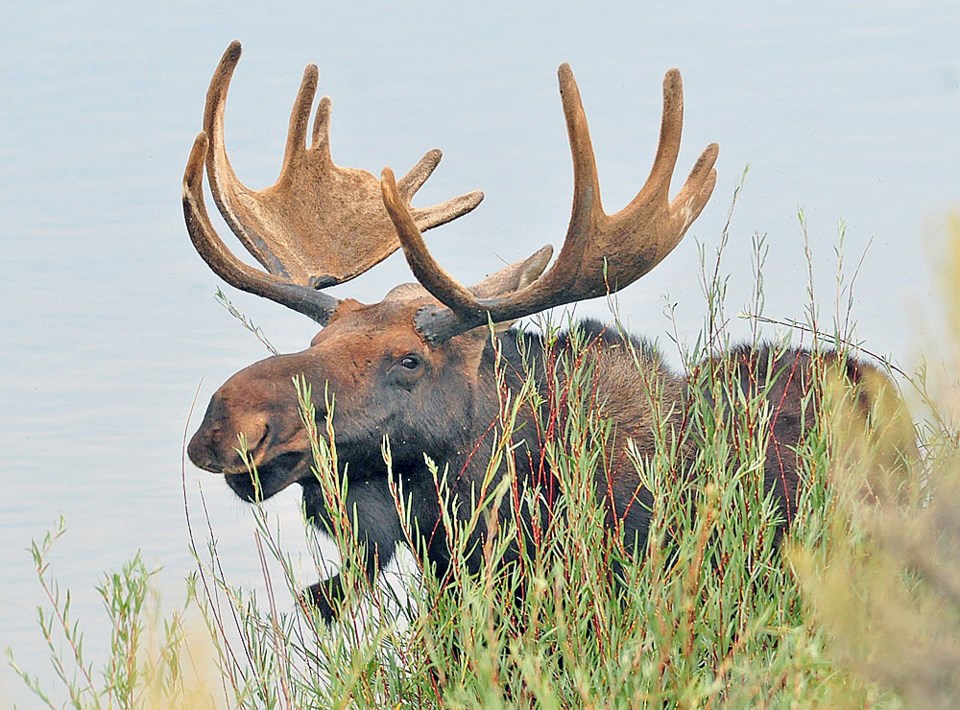 Moose