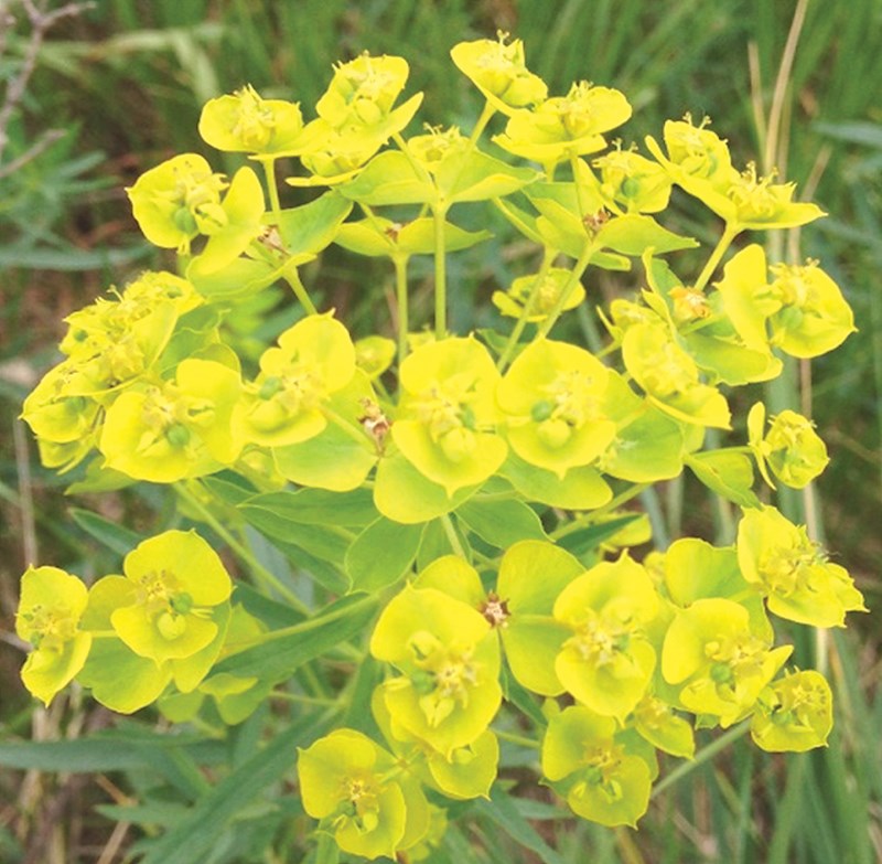 spurge