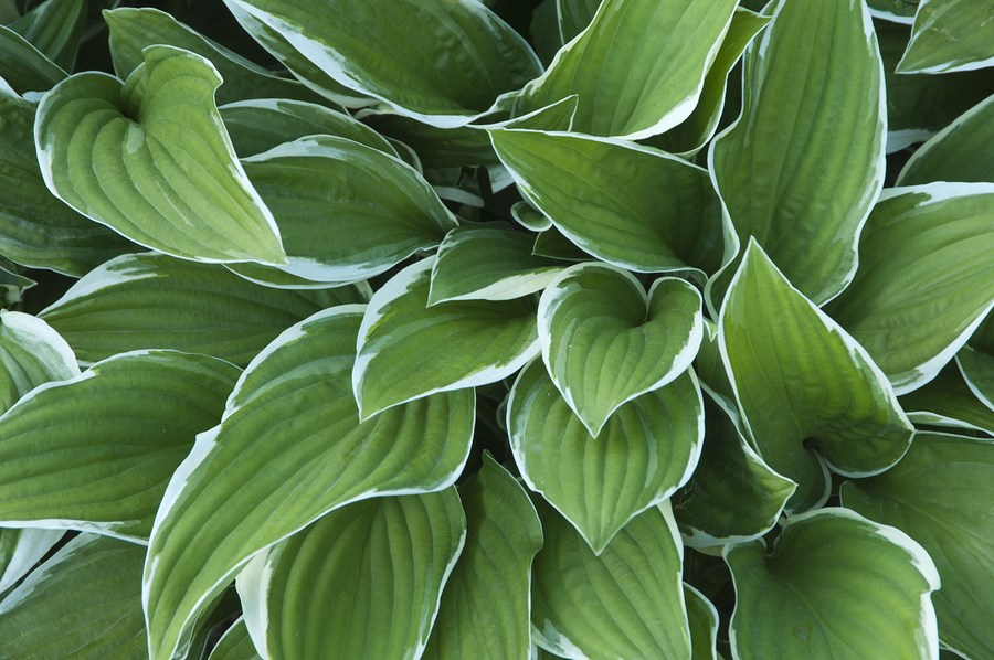 Hostas