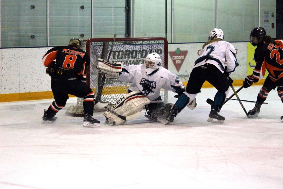 Sharks Bears