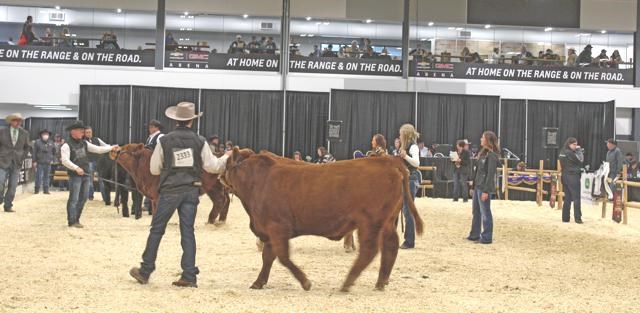 agribition beauty