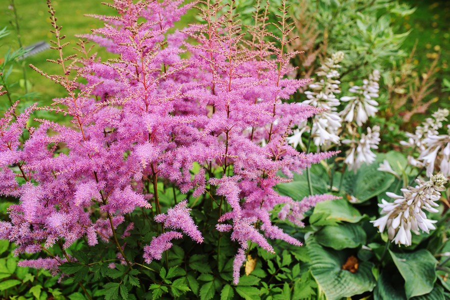 Astilbe