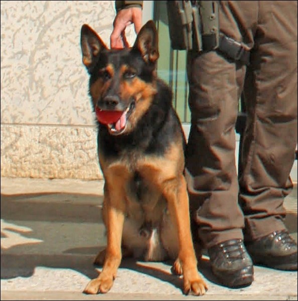 police dog