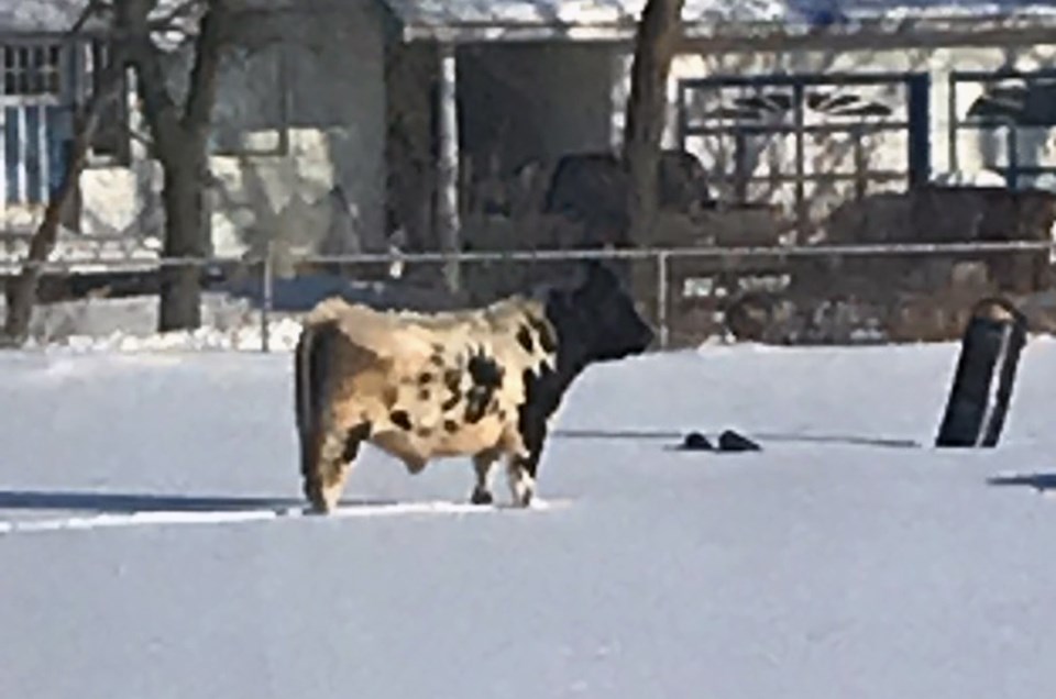 Escaped Bull